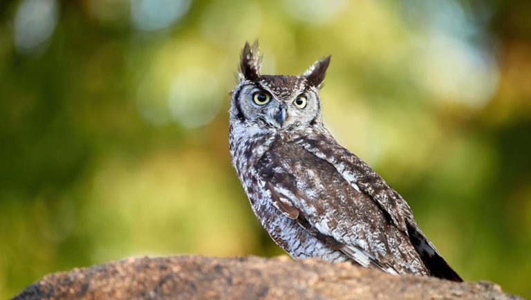 Un gufo reale, simbolo di saggezza